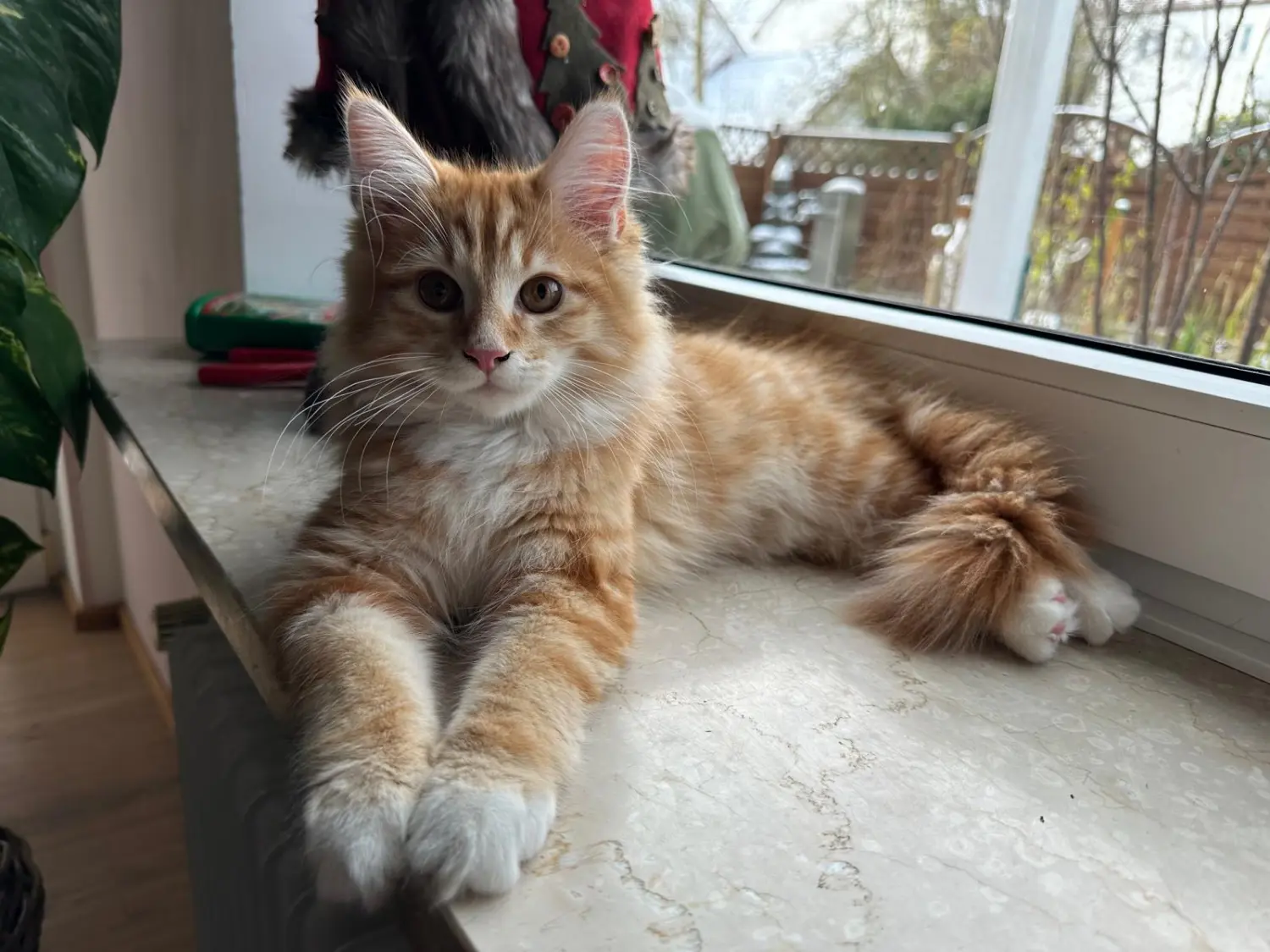 Katzen von Conny's catsitting tiermedizinische fachangestellte